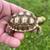 Tortoise 4 thumbnail