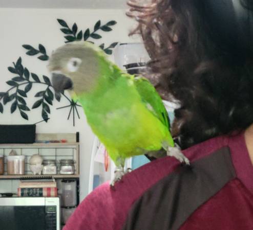 Loro Conure Oscuro - Amigable y dócil CORREGIDO PH #! (Beeville)63622345933441123