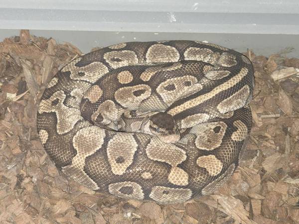 Lesser Ball Python 1