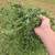 ALFALFA HAY BALAGE  -  DEER CANDY 3 thumbnail