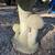 Vintage Concrete Scalloped Edge Birdbath W/ Mushrooms Base 5 thumbnail
