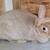 Breeding pair of Creme d'argent Rabbits 1 thumbnail