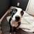 Pitbull mix pup 1 thumbnail