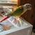 Rehome  small parrot 3 thumbnail