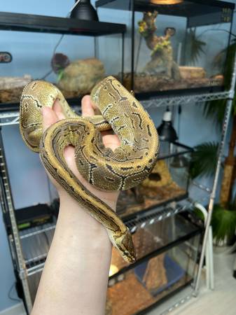Pinstripe morph ball python63844235606657120