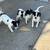 cute puppies for adoption 1 thumbnail