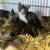 Cats looking for good homes 17 thumbnail