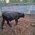 Heifers becerros 5 thumbnail
