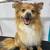 Mobile Dog Grooming Services 8 thumbnail