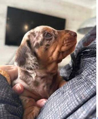 Dachshunds de raza pura (929-725-six002)63664482308481120