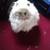 Big Cat 🐈😺 white fluffy and beautiful 4 thumbnail