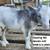 6  Nigerian Dwarf GOATS - all DOELINGS 4 thumbnail