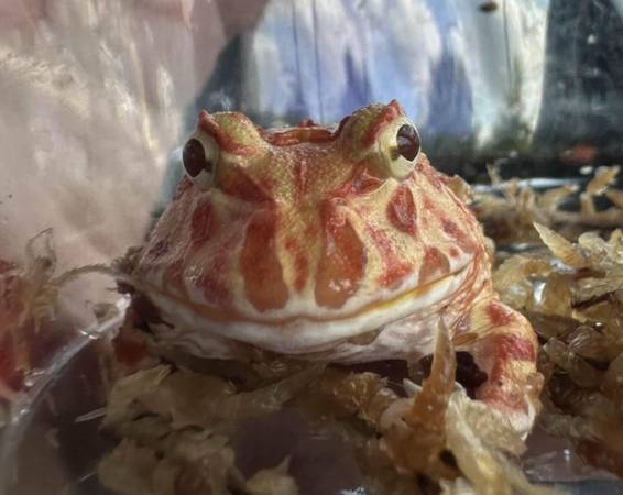 Pacman Frogs (New York)63690208077185121
