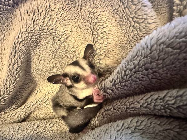 Baby sugar glider63826637400835123