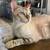 blue eyes silver bengal/ ragdoll cat 1 thumbnail