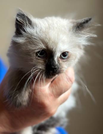 Himalayan kitten63967976730755120
