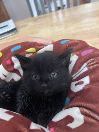 4 kittens for rehoming63689210086915121