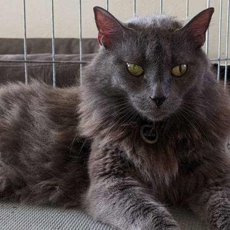Missing Gray Fluffy Longhair Cat (Santa Paula)63952983068290120