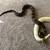 New born Boas 12 thumbnail