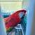 Scarlet macaw 1 thumbnail
