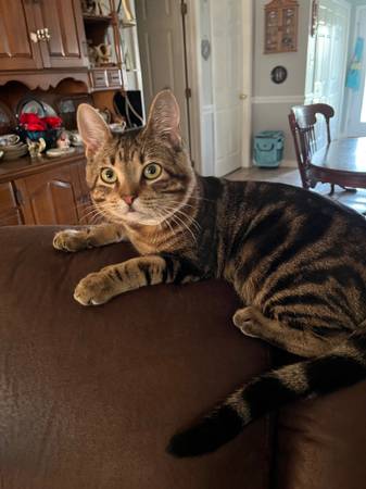 2 kittens looking for new home (Theodore AL)63920391377922122
