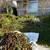 Moving IN/OUT Need Yard Clean Up ? Sprinklers, Drips repair 3 thumbnail