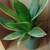 Birdnest Sansevieria House Plant #5 1 thumbnail