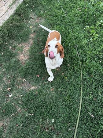 Basset Hounds (santa rosa)63862001543553121