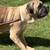 Cane corso - $1,500 OR BEST OFFER (for sale) 1 thumbnail