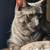 Sweet male cat 2 thumbnail
