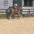 Husband/ trail/ lesson horse 2 thumbnail