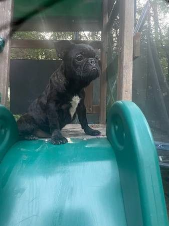 Boy frenchie (Jonesboro)63881507141123121