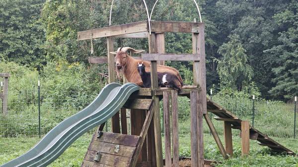 Goats (Traphill)63953271081986124