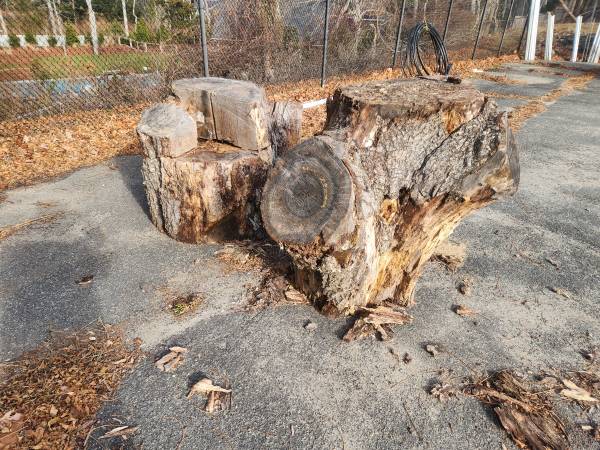 Two oak tree trunks no stumps split for firewood 1
