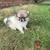 Pomeranian 6 thumbnail