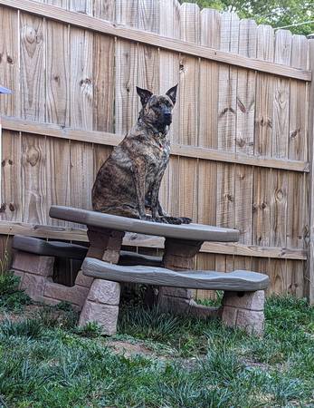 Looking for your new best friend? (Mount Airy)63618994938241121