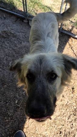 Pyrenees mix 1