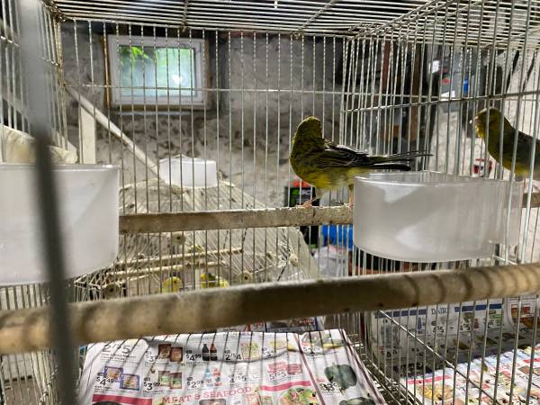 Canaries for rehoming (Medford)63863495960193121