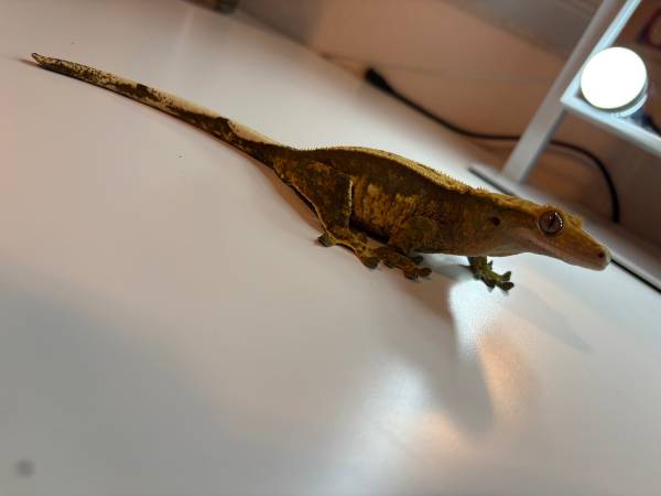 Rehoming Crested Gecko (Soledad)64009563316739120