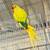 Indian Ringneck for sale 8 thumbnail