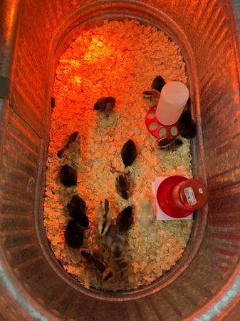Chicks! 1