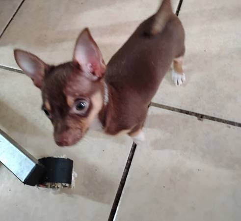 Male chihuahua puppy 1