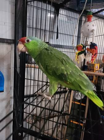 Rehoming Red Crown Amazon Parrot (Los Angeles)63829967246723121