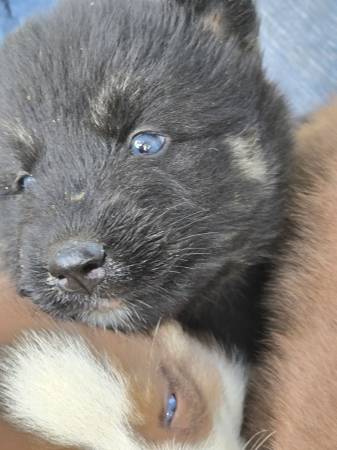 Puppies blue eyes (Moulton)63812943989123121