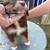 Standard Aussie puppies 14 thumbnail