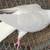 Highflyer Pigeon Pairs 7 thumbnail