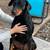 perfect 6 year old fixed boy Doberman dog 5 thumbnail