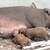 Duroc piglets 2 thumbnail