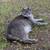 LOST CAT - Gray Tabby with Cream Belly 2 thumbnail