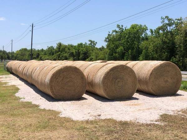 Fertilize Bermuda  Jiggs 1